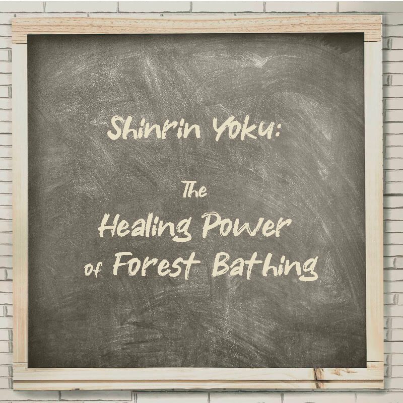 Shinrin Yoku The Healing Power of Forest Bathing