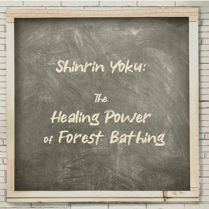 Shinrin Yoku: The Healing Power of Forest Bathing