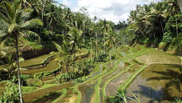 Ubud, Bali, Indonesia