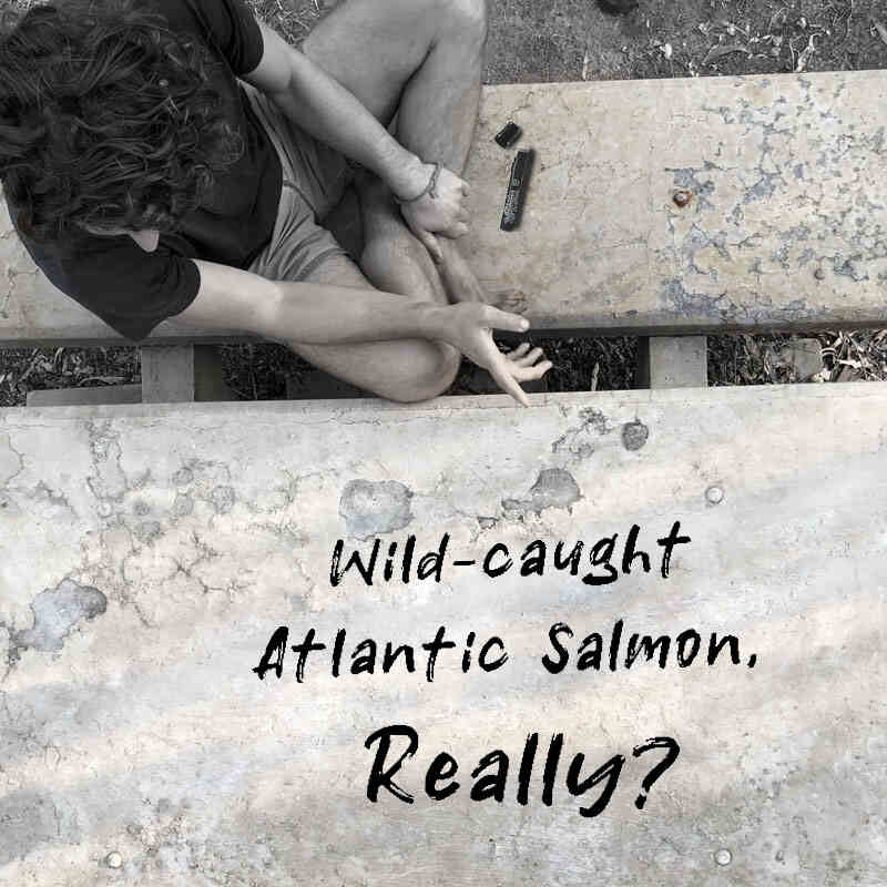 Wild-caught Atlantic Salmon, Really?