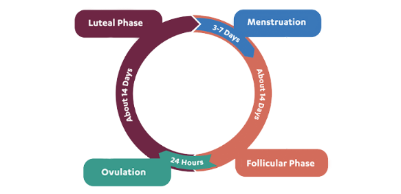 The Infradian Hormonal Cycle